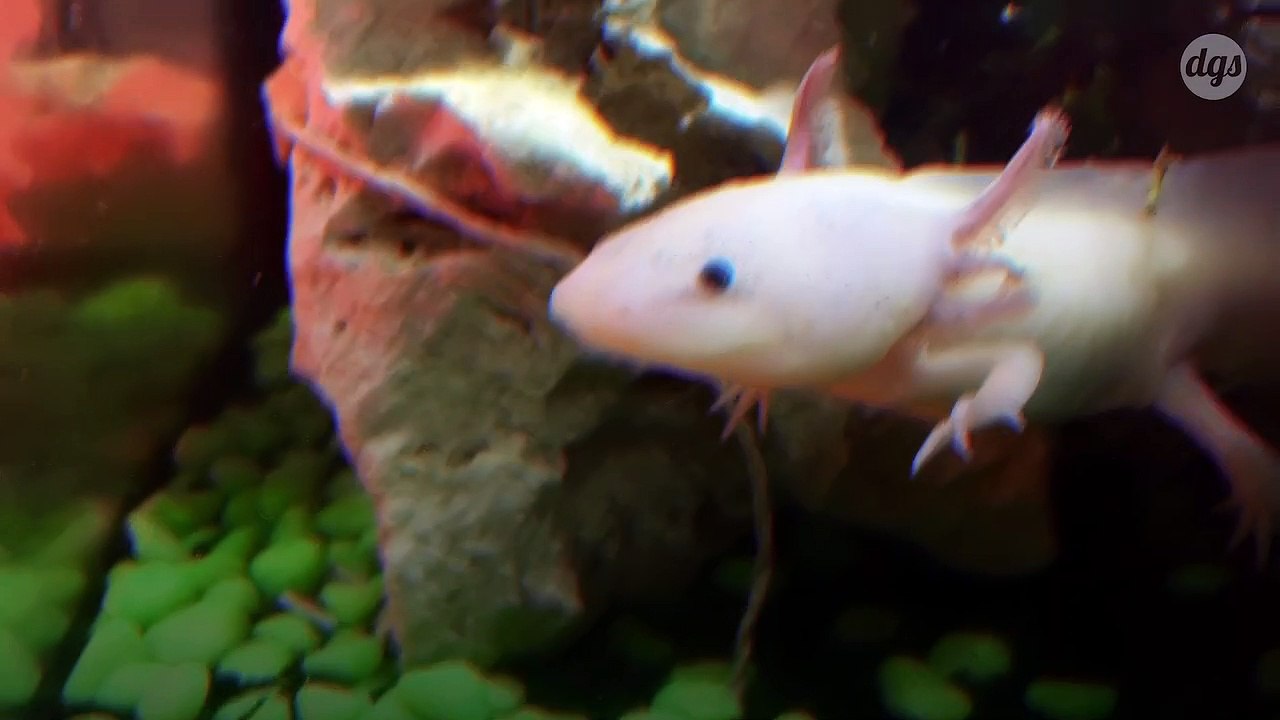 Le génome incroyablement vaste de l’axolotl pourrait renfermer les secrets de la régénération