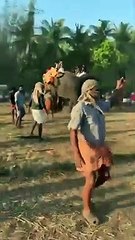 പൊരി വെയിലത്ത് ആനയെ കൊണ്ട് നിറുത്തിയാൽ ഇങ്ങനെ ഇരിക്കും