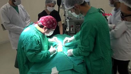 Sivas suni tohumlama yoluyla kangal köpeğinin genetiği korunuyor