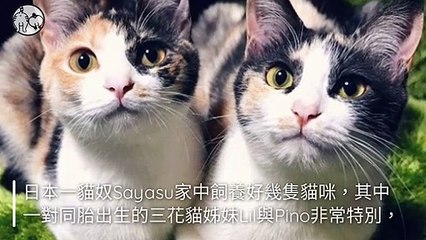 CollectionVideo-petmao_curation-petsmao.nownews-copy3-PetsMaoParser-2020/02/04-09:30