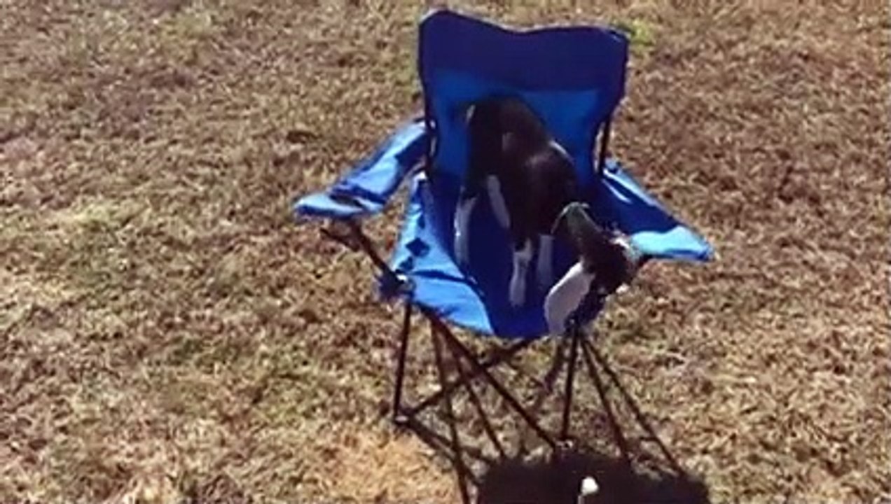 Chèvre bébé mignon essaye de descendre d'une chaise de camping !