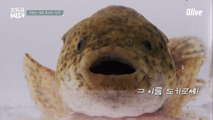 서해 남해에는 없어! 동해에만 있는 ′빨판′ 달린 신비로운 물고기? 도치!