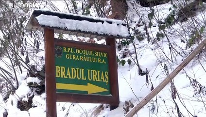 Rumänische Riesentanne will Baum des Jahres werden