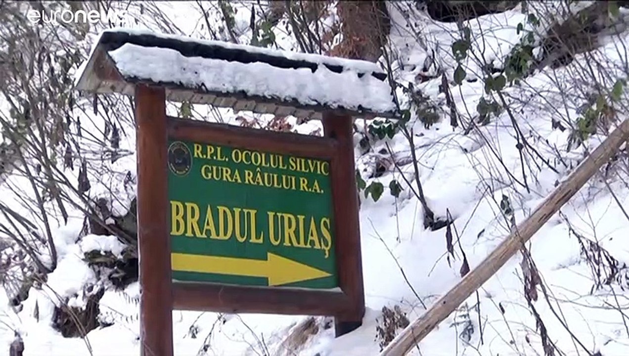 Rumänische Riesentanne will Baum des Jahres werden