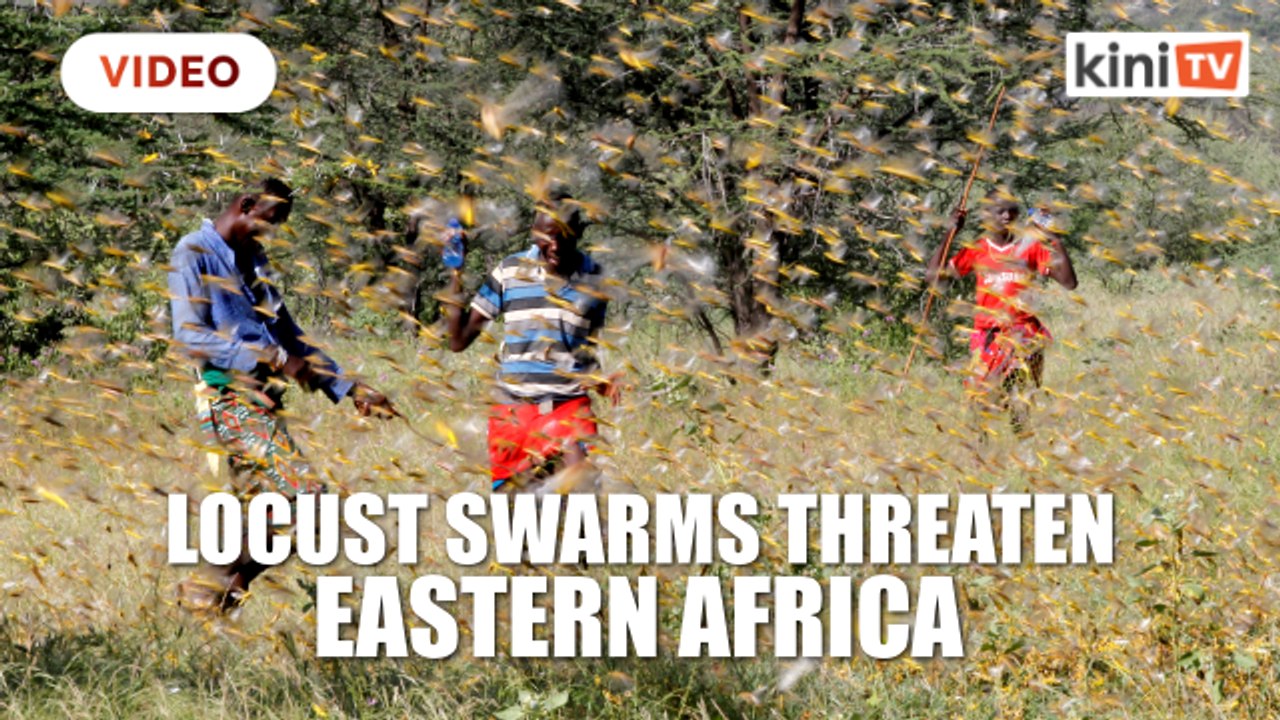 Locust swarms threaten more countries in eastern Africa