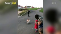 Show-Stopping Bulldog Prefers Skateboarding Over Walking at the Park