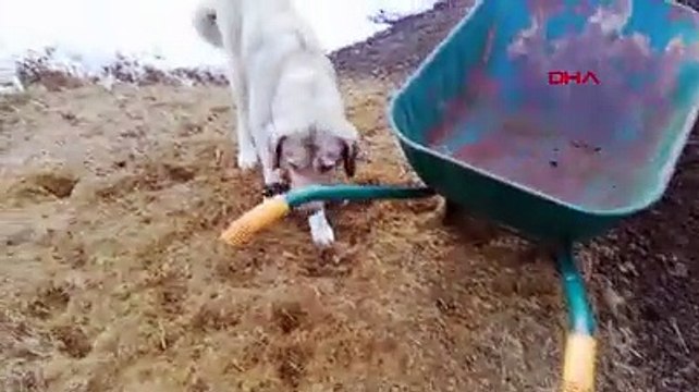 Sivas'ta bir köpek, ölen yavrusunu kendisi gömdü