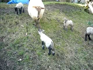 les petits agneaux de tonia