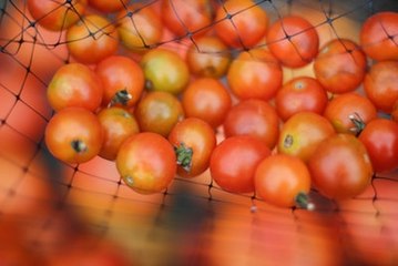 ToBRFV : la nouvelle maladie végétale qui menace nos tomates