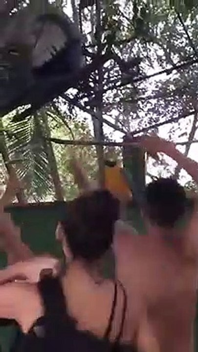 Ce perroquet danse dans une rave party !