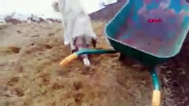 Anne köpek, ölen yavrusunu kendisi gömdü