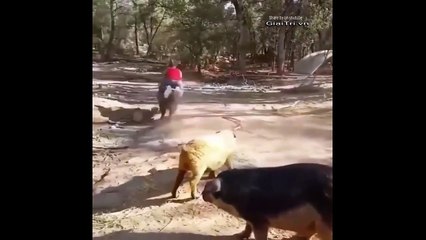 Thanh niên thử cảm giác mạnh cưỡi lợn phóng như bay