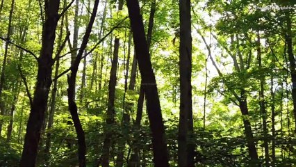 Teacher | Powerfull motivational speech by lord | Krishnavaani