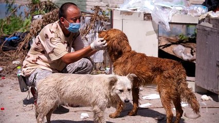 Koronavirüs sebebiyle on binlerce evcil hayvan ölüm riskiyle karşı karşıya