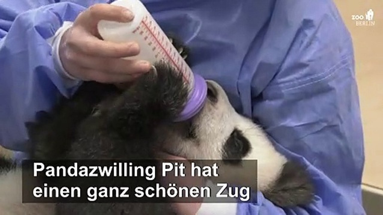 Kleiner Pit will die Flasche selbst halten