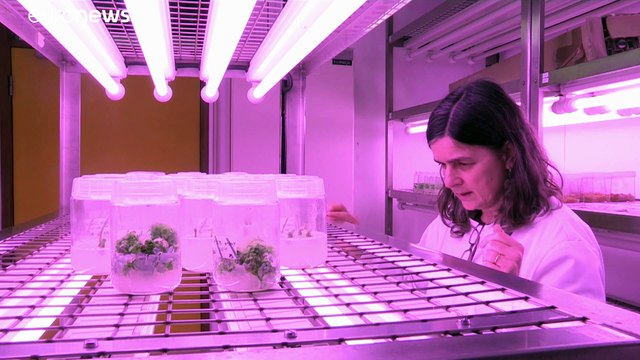 Flores, vermes e estrume ajudam a reter poluentes de águas