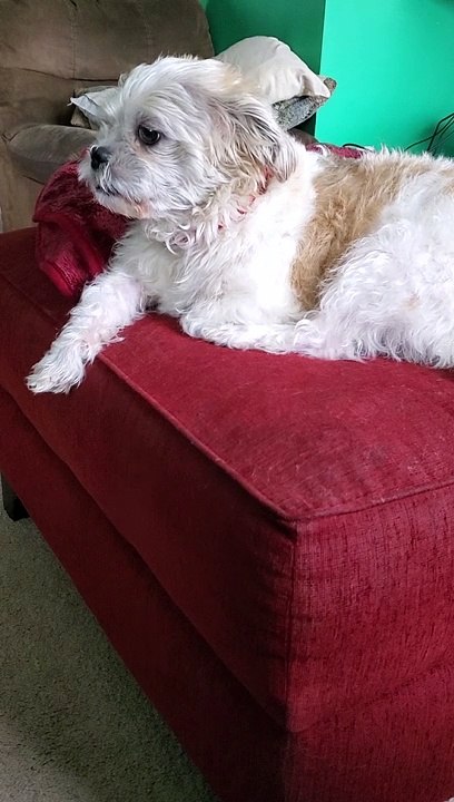Dad sings dog lullaby to fall asleep
