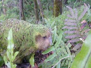 Meet the Kakapo! World’s only flightless parrot and heaviest parrot in the world - ABC15 Digital