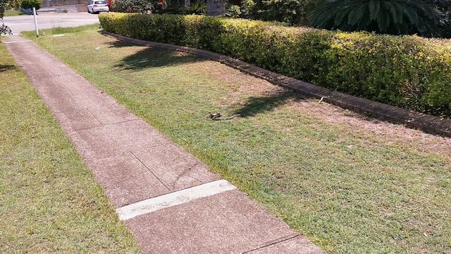 Snake and Lizard Duel under the Australian Sun
