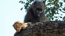 After Stealing Lion Cub, Male Baboon Starts Grooming It