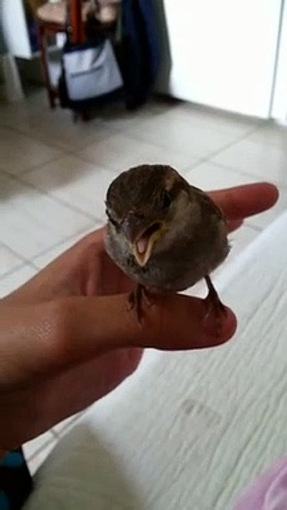 Cet oiseau adorable est venu écouter cette fille chanter, posé sur sa main