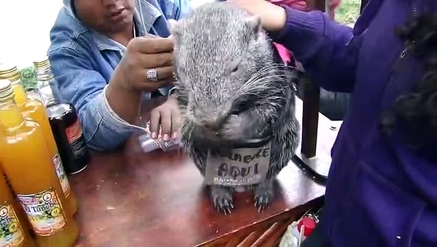 Regardez la taille de ce rongeur géant trop mignon