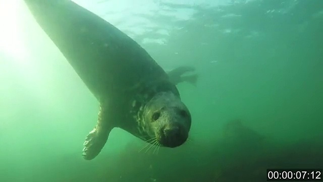 Percussive Underwater Signaling in Wild Gray Seals