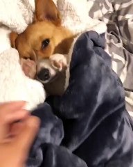 Corgi has a difficult time getting out of bed