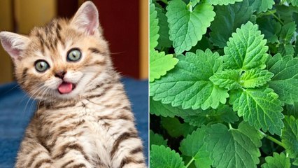 Catnip Explained: Does It Really Work on Humans? 🐱