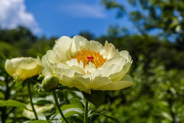 Lemon Chiffon Peony Is the Summer Bloom of Our Dreams