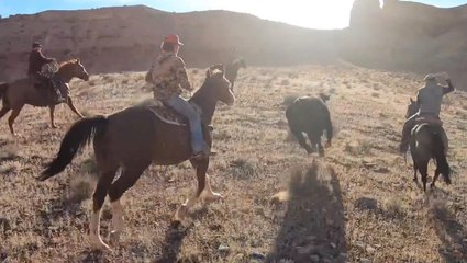 Modern Cowboys Have An Exciting Day Herding Cattle