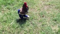 Rooster in Pants Trots around Yard