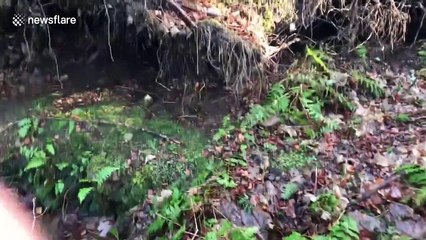 It's alive! Fallen pine tree rises off the ground from wind storm in UK