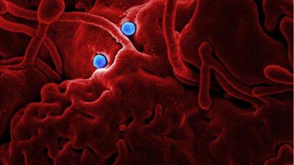 FDA Expands Use Of Coronavirus Test