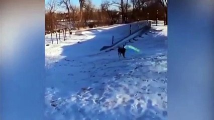 Dog takes itself for sledge ride in heartwarming footage seen 10million times