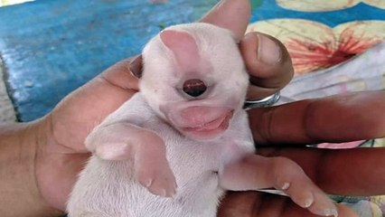 Puppy hailed real-life cyclops after being born with one eye in middle of head