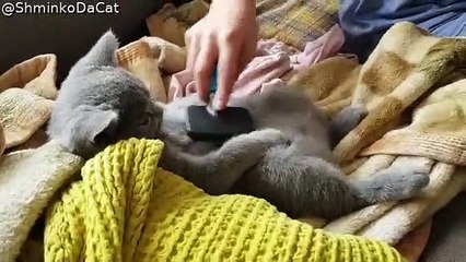 Kitty Has Human Well Trained