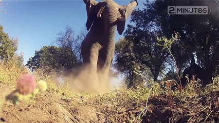 O que aconteceria se um T-Rex mordesse um ser humano