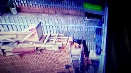 Vídeo: homem agride cachorro com pá e vizinhos se revoltam: “ele tava batendo pra matar”