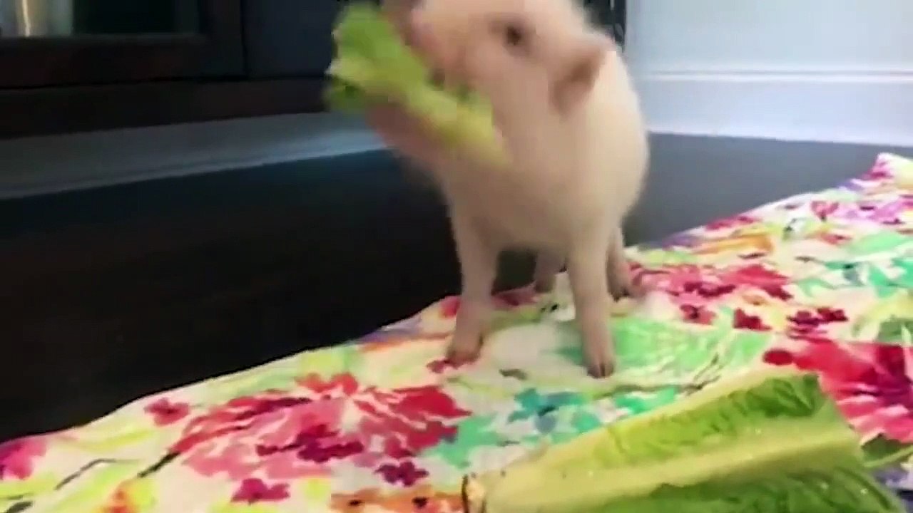 funny animals