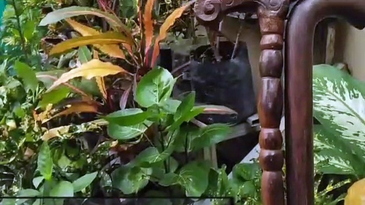 Penjual Tongkat Kayu Ukir Surakarta, Call.0811 3053 434, ORIGINAL…!!