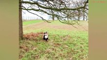 Try Not To Laugh - At This Super Funny Dogs Video Compilation - Dogs video