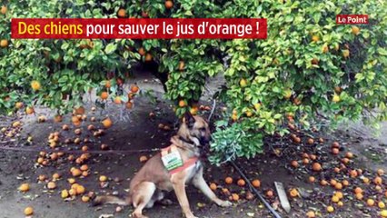 Des chiens pour sauver le jus d'orange !