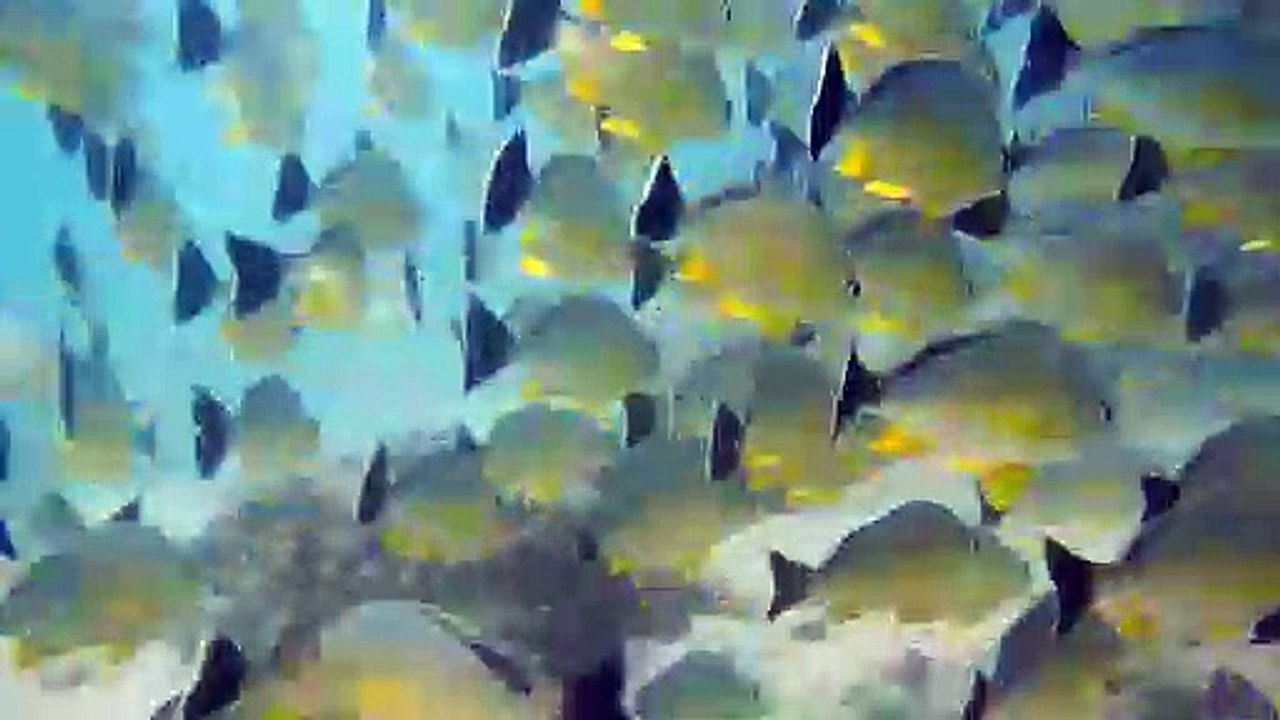 Yellow Margined Snaper _ Snapper fish _ West Coast Adventures India