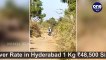 Viral Video : Lioness & Her Cubs Make Way For Biker In Gujarat
