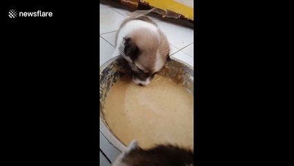 Moment cute puppy falls asleep in food bowl