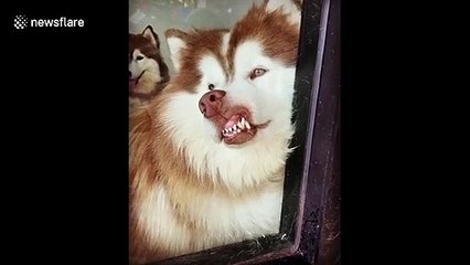 Siberian husky smiles at owner by pressing face against window in hilarious scene
