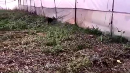 Cezaevi firarisinin evinde çok sayıda silah ele geçirildi
