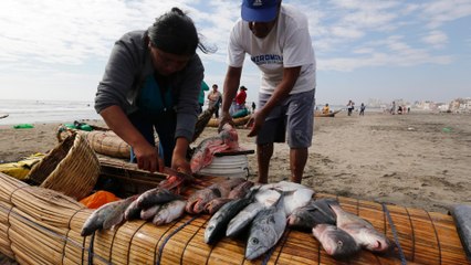 Peru's fishermen take riskier dives as catches dry up