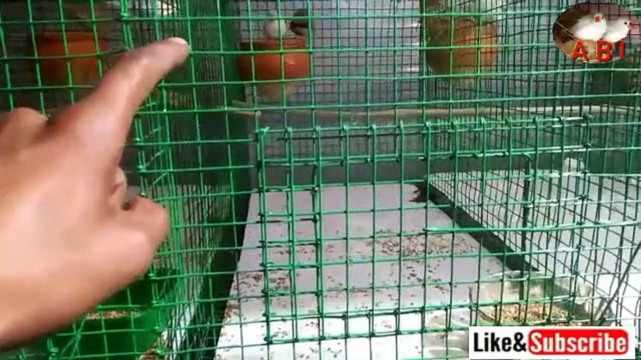 zebra Finch kay Cage ka Size kitna Honda Chaihein Hindi Urdu